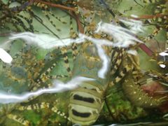 -班赞海鲜市场