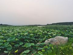 -西青郊野公园