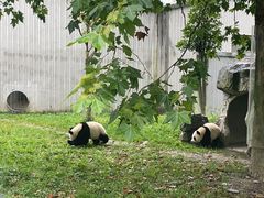 -卧龙中华大熊猫苑神树坪基地
