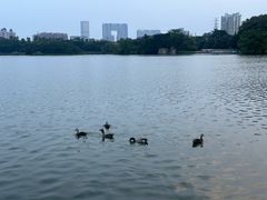 -海珠湖公园