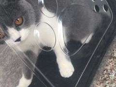 -瑞鹏宠物医院·爱宠堂·骨外专科(西荷分院)