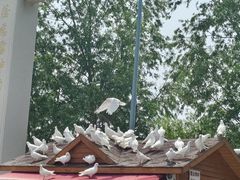 -天津妈祖文化园