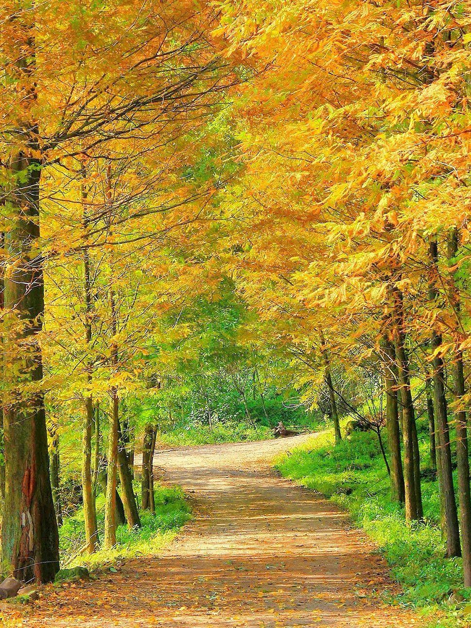 成都周边徒步胜地,彩林美景不容错过!