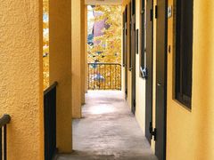 -三里屯东五街银杏大道