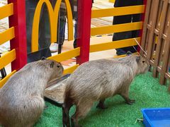 -麦当劳(新世纪环球中心店)