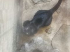 -横道河子东北虎林园