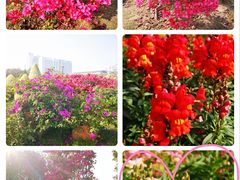 -文华公园(禅城区)