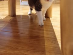 -啵啵喵·猫咖(攀华国际店)