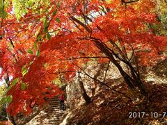 -天女山森林公园