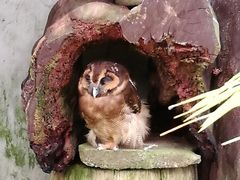 -吉隆坡雀鸟公园