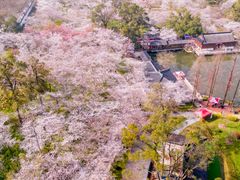 -武汉大学-樱园