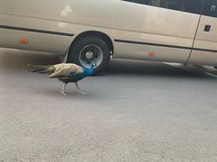 -舜耕山庄四时万和自助餐厅