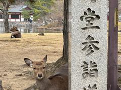 -奈良公园