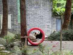 -都江堰中华大熊猫苑