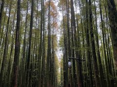 -山王坪喀斯特国家生态公园