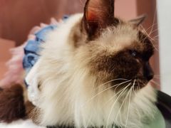 -猫儿山۰猫主题餐厅