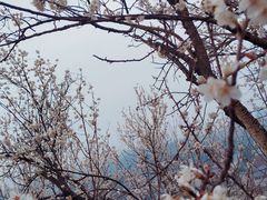 -樱桃山旅游景区