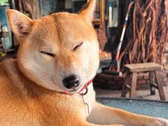 -柴犬高等学院·狗咖·柴犬售卖·宠物训练