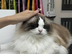 -青奢宠物·青奢猫舍