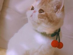 -帕帕拉兹宠物(亚洲旗舰店)