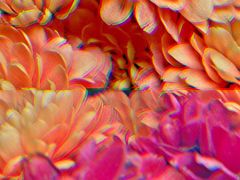 -循礼门鲜花花市(武汉循礼门店)