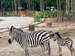 -清迈夜间动物园