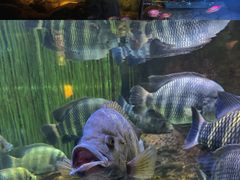 -上海海洋水族馆