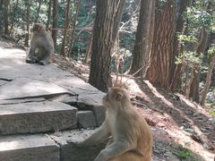 -黔灵山公园