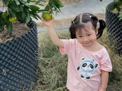-前小桔亲子创意农场·草莓采摘·露营烧烤
