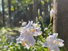 -上海滨江森林公园