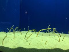 -上海海洋水族馆