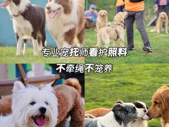 -趣玩宠物乐园寄养训犬训狗游泳池