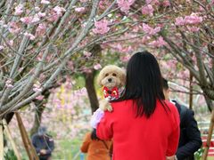 -天适樱花悠乐园