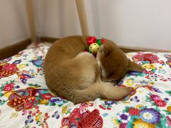 -柴迷FANS CLUB·柴犬狗咖·猫咖