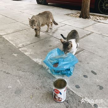 这几只小猫我看到的时候 就在酒店楼下对面的街道