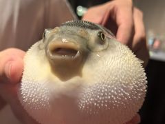 -肆月河豚·淮扬菜·湘菜(华天店)