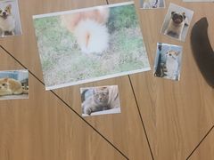 -爱妮康宠物医院·干细胞免疫细胞·肿瘤·心脏(张江店)