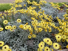 -墨尔本皇家植物园
