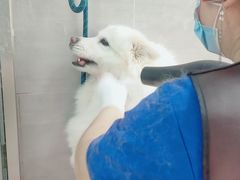 -宠福鑫康馨动物医院·骨科·眼科