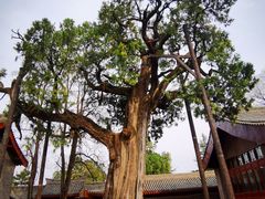 -黄帝陵