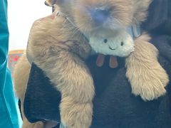 -爱牧宠物医院·猫专科·骨科·内窥镜(甪直店)