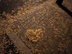 -三里屯东五街银杏大道