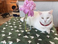 -有猫主题·治愈系猫咖(曾厝垵店)