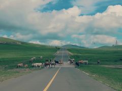 -乌兰布统草原
