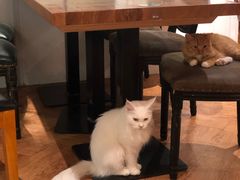 -猫小院猫主题餐厅(三里屯店)