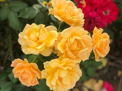 -东堤公园