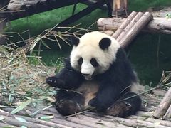 -成都大熊猫繁育研究基地