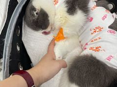 -纳吉亚猫专科动物诊疗中心(蒋宅口分院)