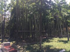 -唐城墙遗址公园