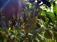 -大兴滨河森林公园